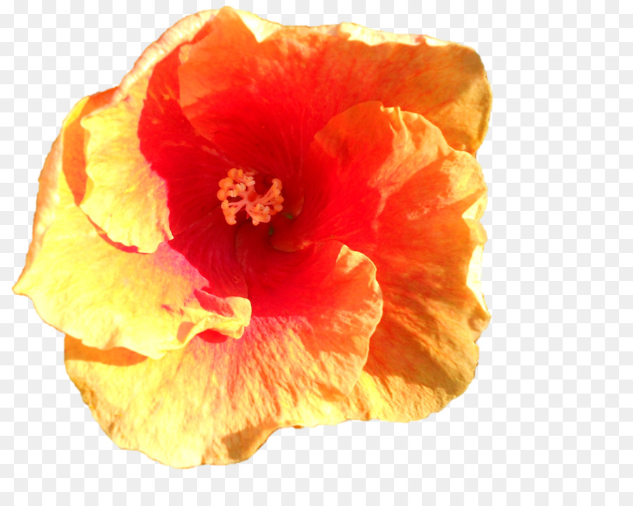 Malvados，Hibisco PNG