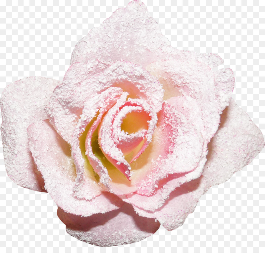 Todavía Vida De Rosas De Color Rosa，Las Rosas De Jardín PNG