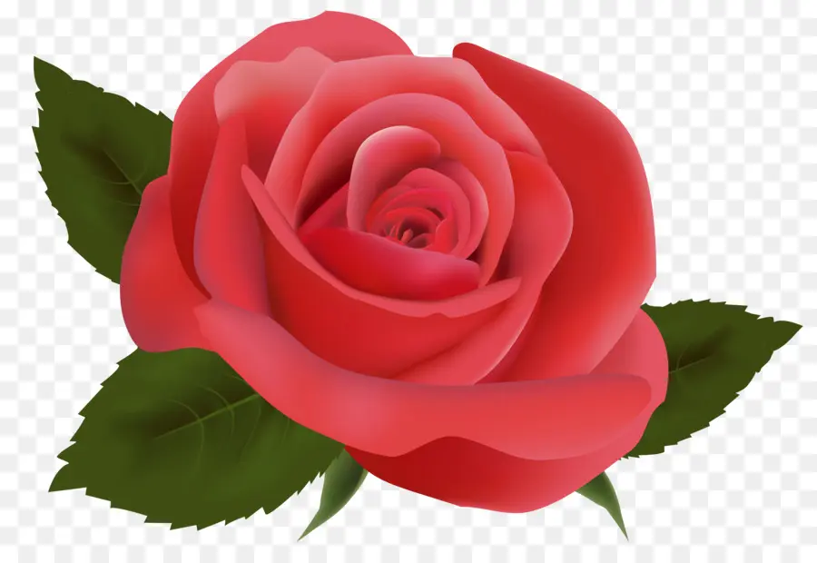 Rosas Rosadas，Flores PNG