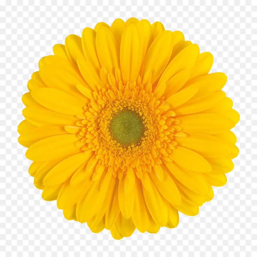 Común Daisy，Una Fotografía De Stock PNG