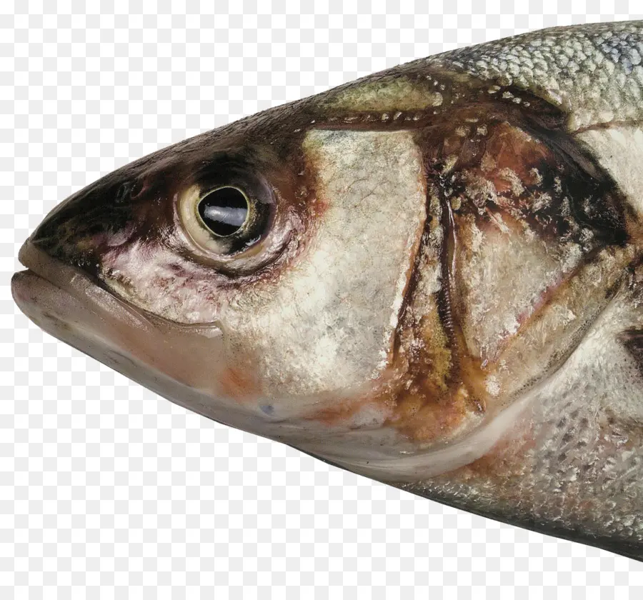 Los Peces，Cabeza De Pescado PNG