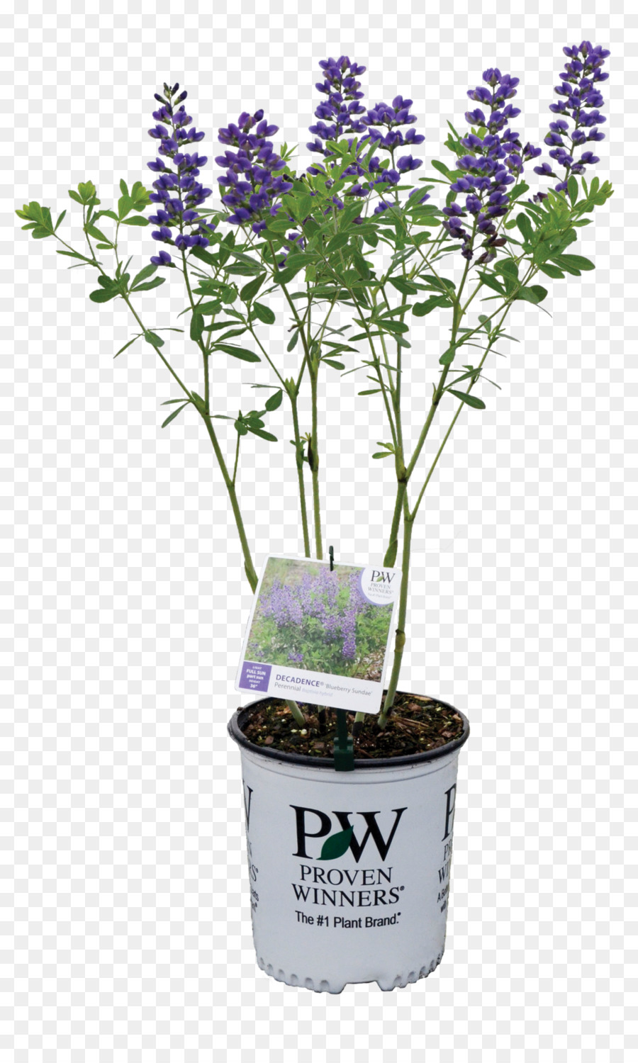 Planta Con Flores，Jardín PNG