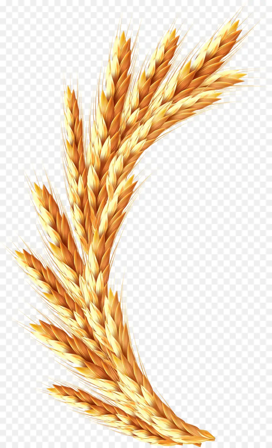 Trigo，Grano PNG