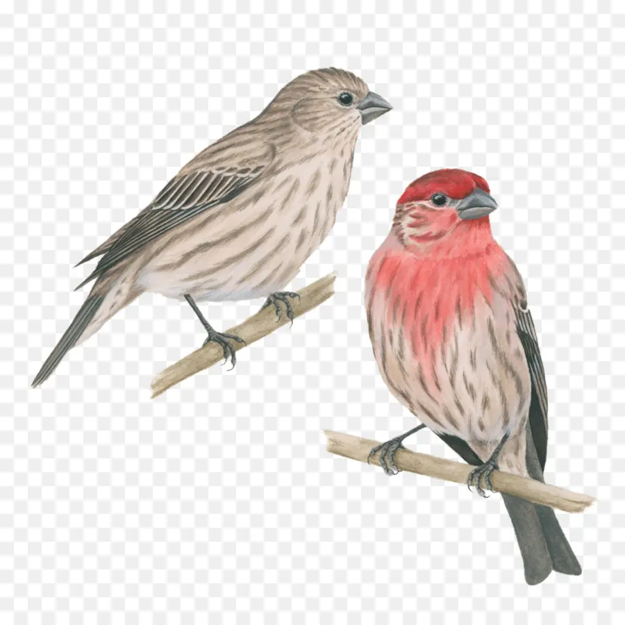 Finch，Aves PNG