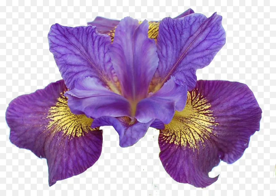 Iris Sibirica，Iris Ser Sibiricae PNG