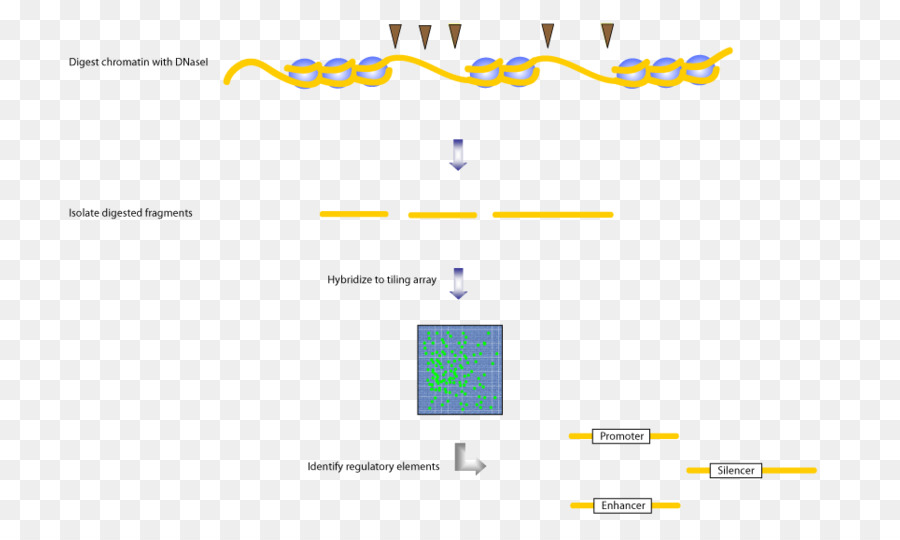 Nucleosoma，Baldosas De La Matriz PNG