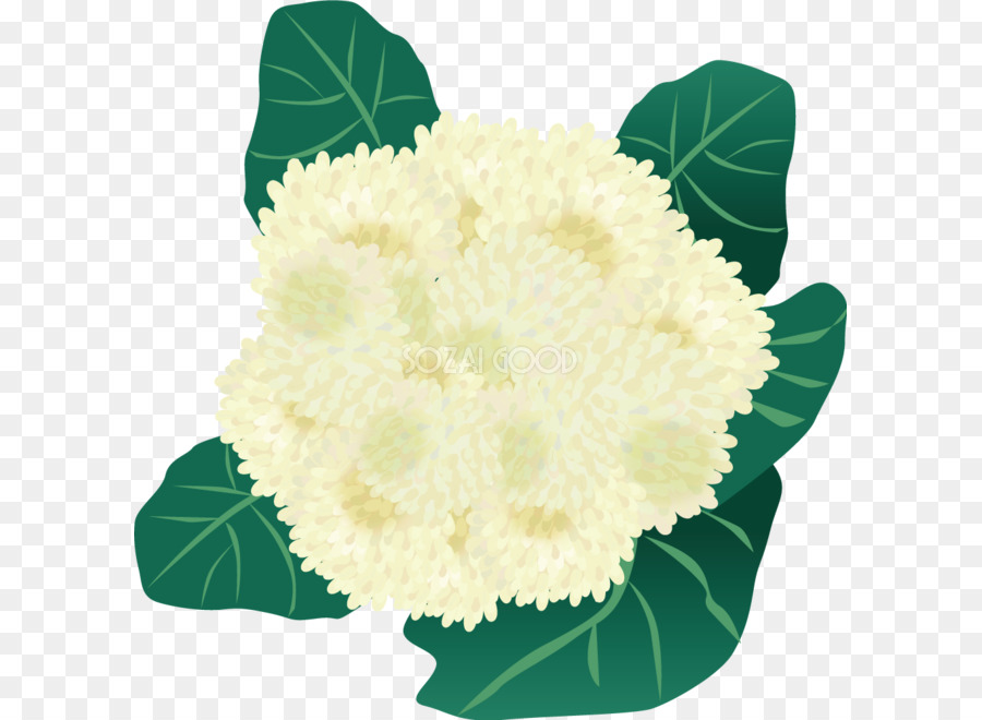 La Coliflor，Brócoli PNG