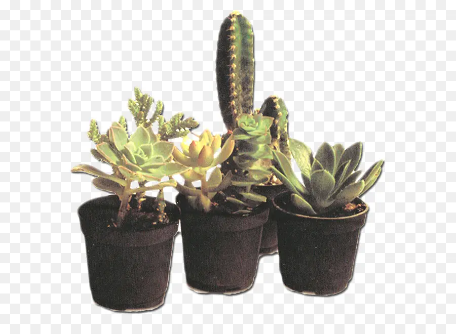 Plantas Suculentas，Cactus PNG