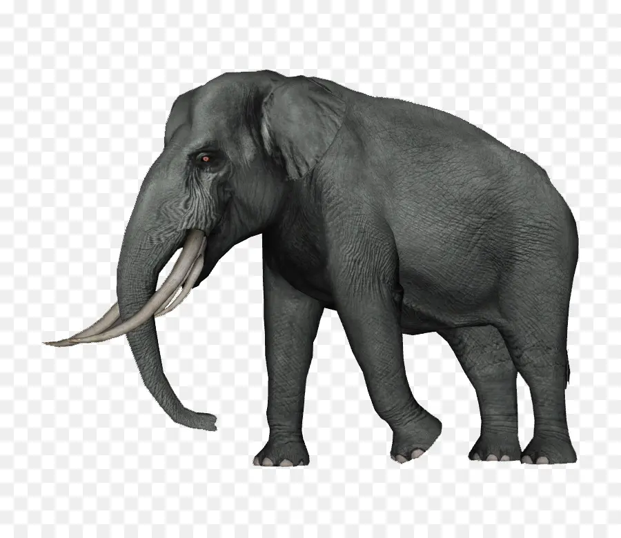 Elefante，Colmillos PNG