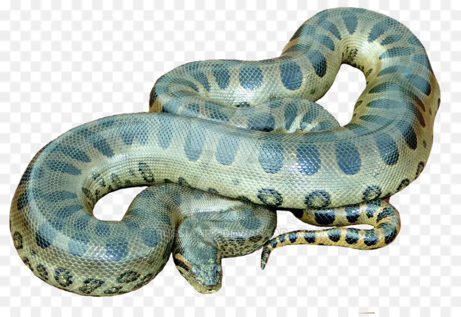 Serpiente，Anaconda Verde PNG
