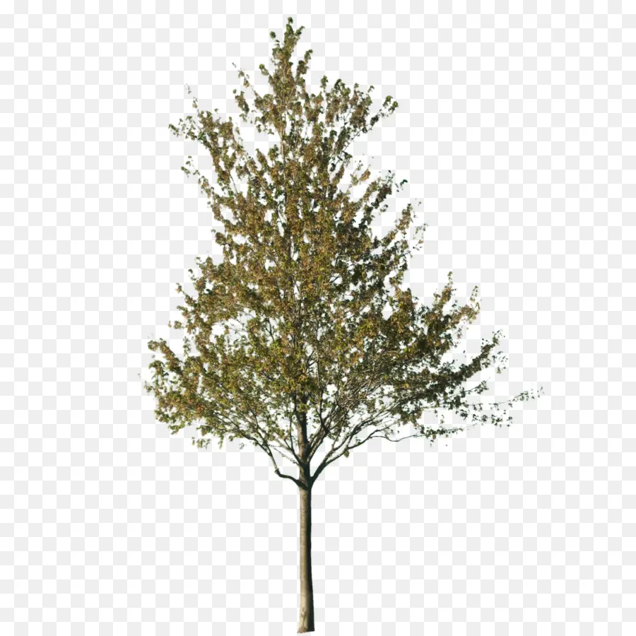 árbol，Recorte PNG