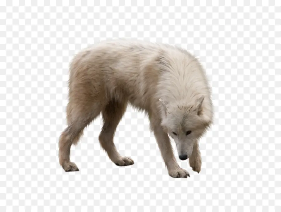 Perro，El Lobo ártico PNG