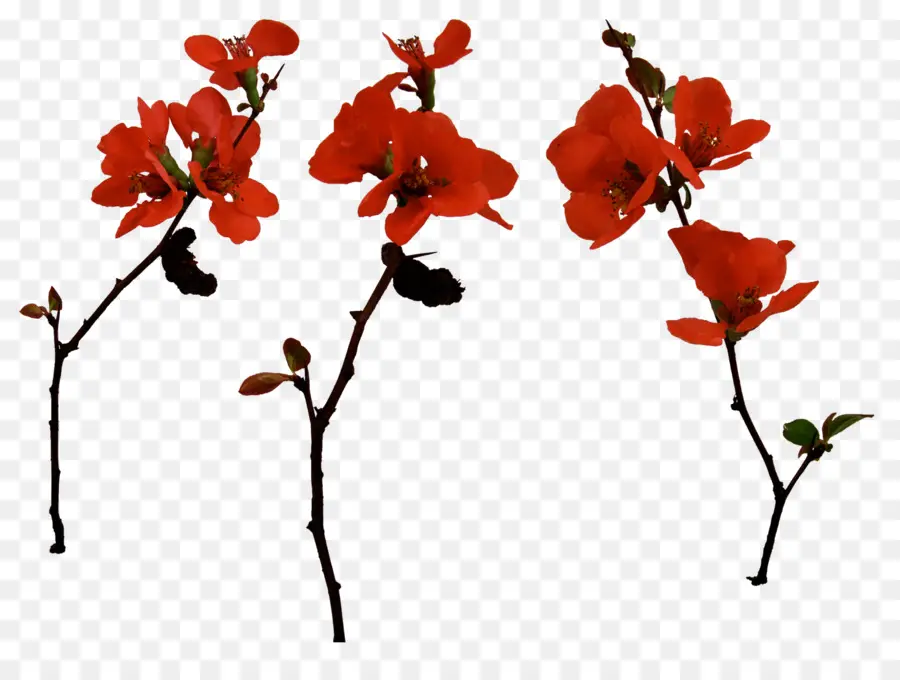 Flores Rojas，Florecer PNG