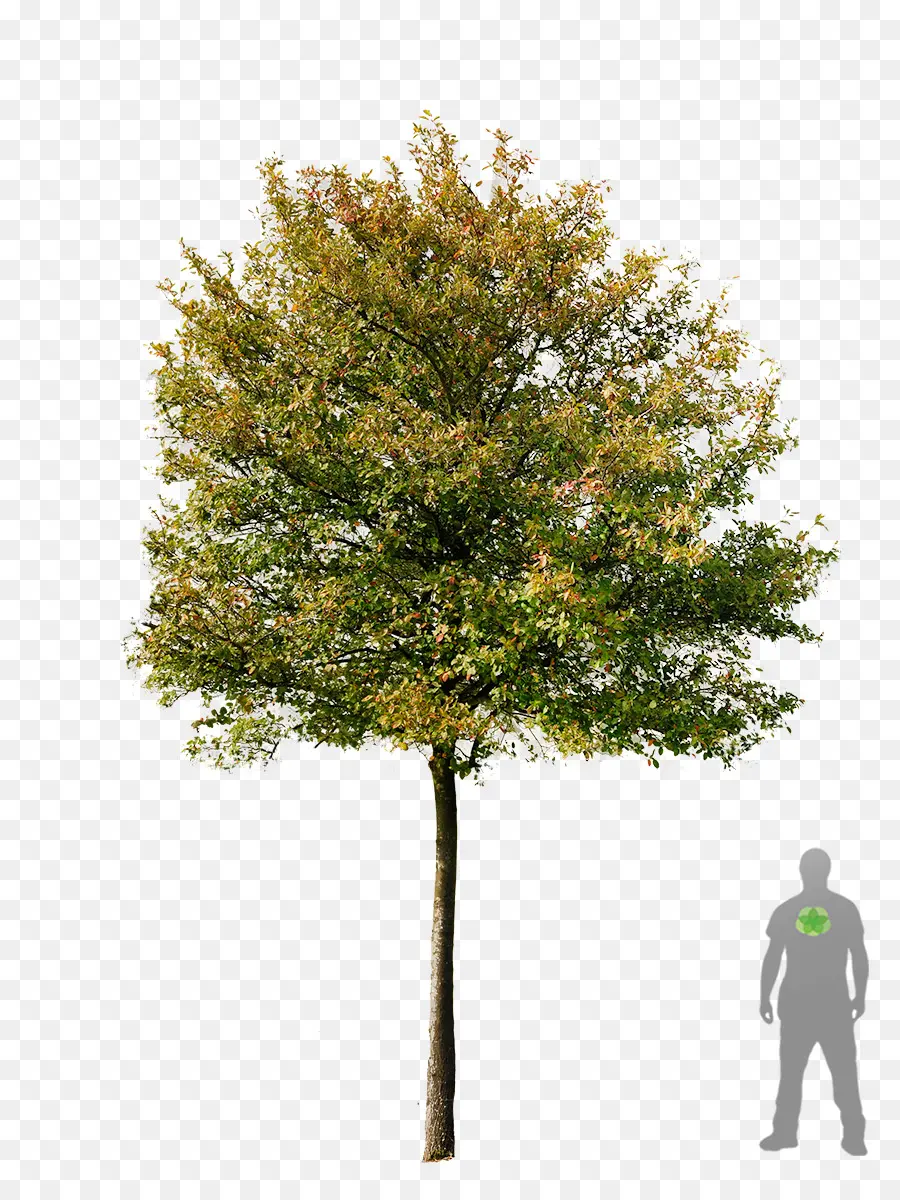 árbol，Acer Campestre PNG