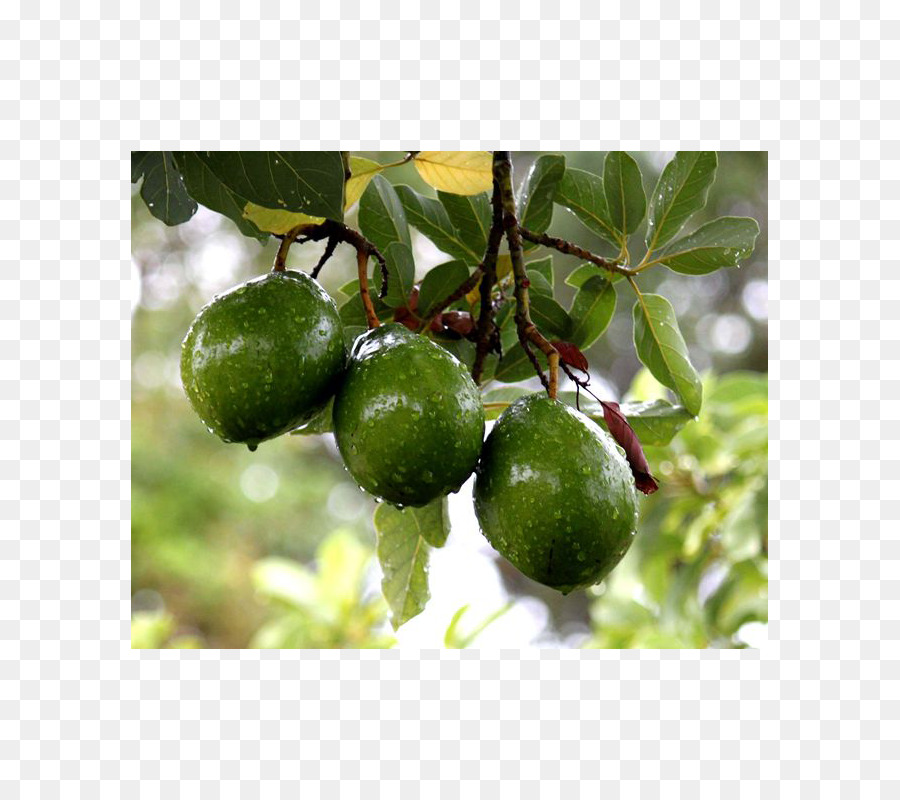 La Fruta，árbol De La Fruta PNG