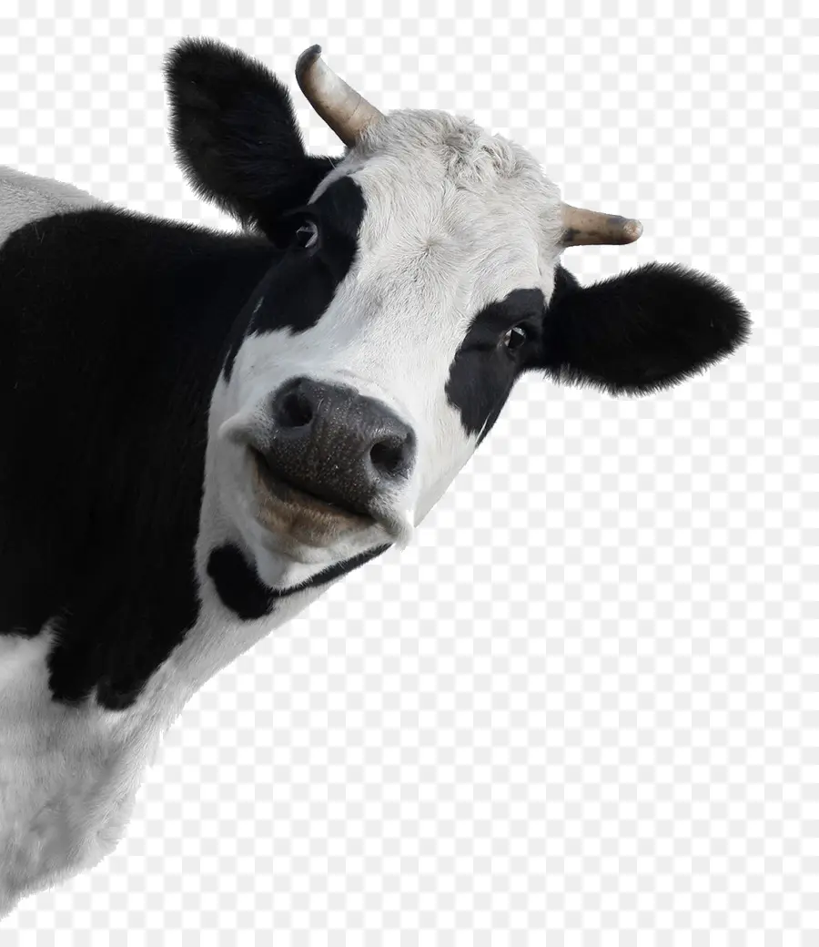 Ganado Holstein Friesian，Murray Ganado Vacuno PNG