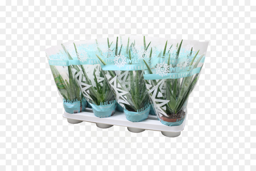 Planta，Aloe Vera PNG