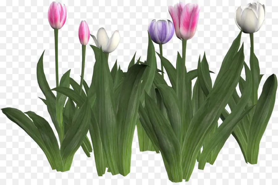 Tulipanes，Hojas PNG