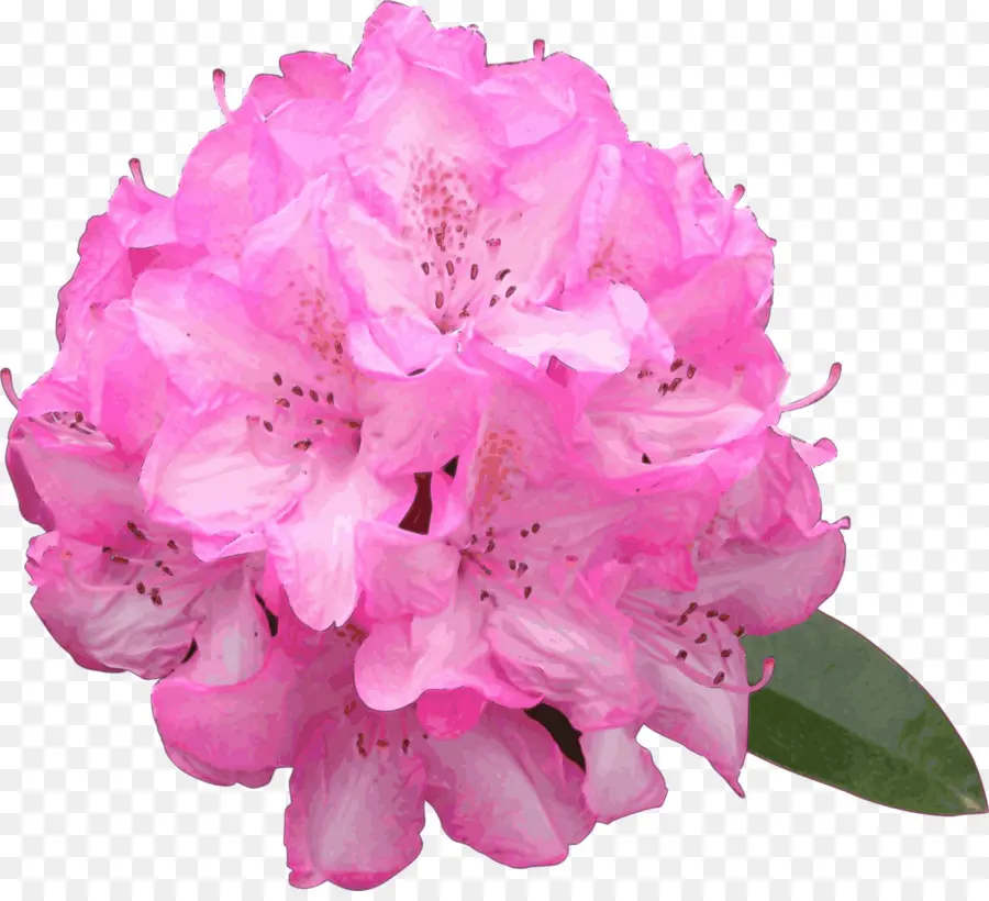 Azalea，Dibujo PNG