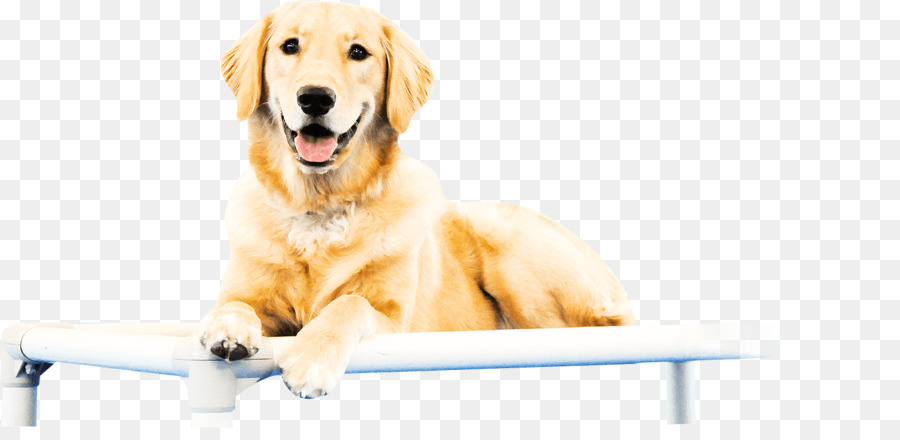 Golden Retriever，Cachorro PNG