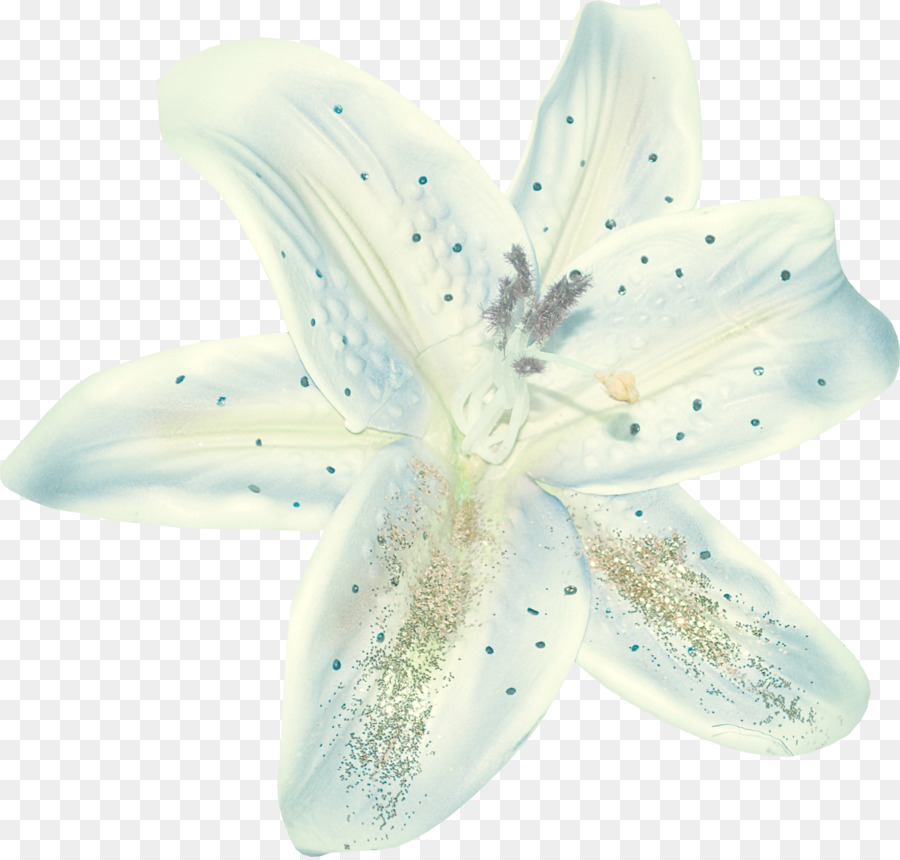 Flower，Petal PNG