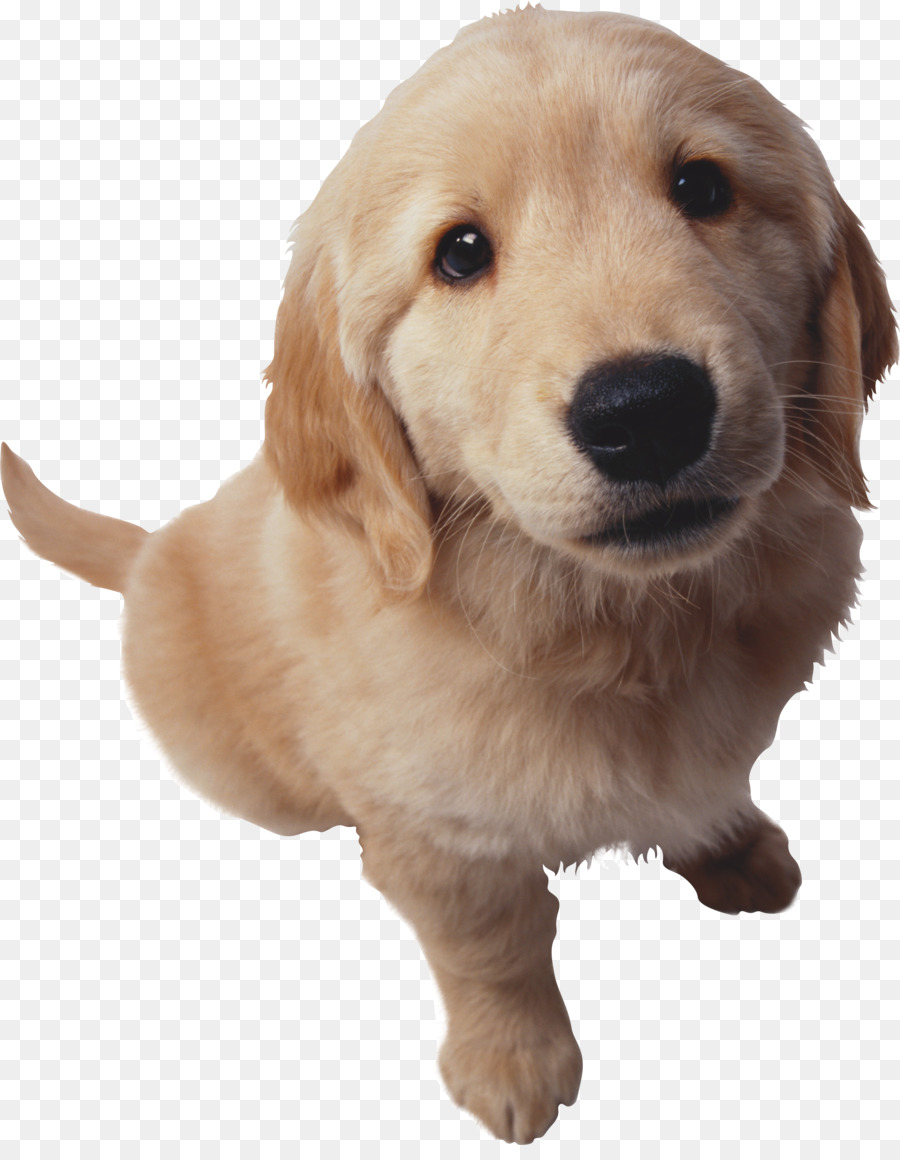 Cachorro，Perro PNG