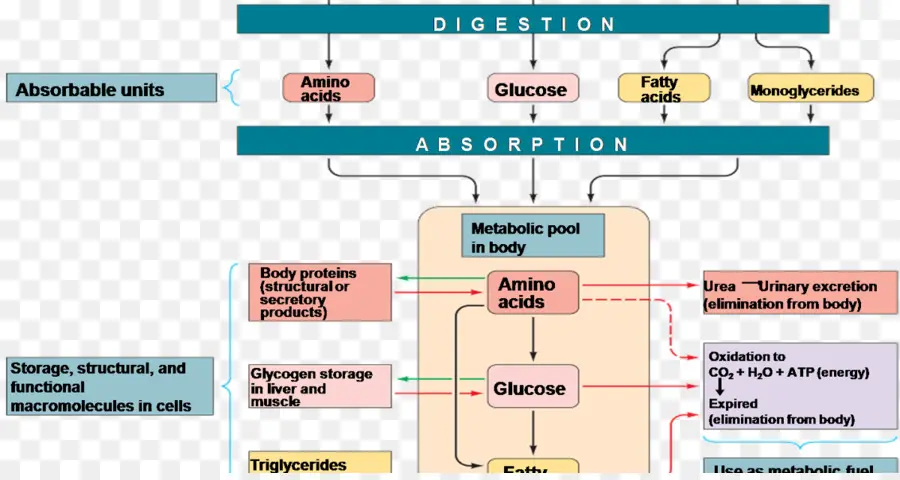 Diagrama De Digestión Y Absorción，Metabolismo PNG