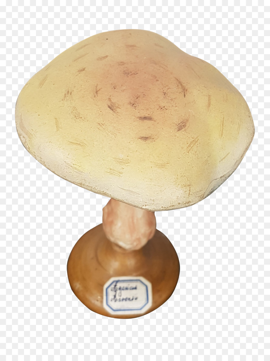 Agaricomicetos，Agaricaceae PNG