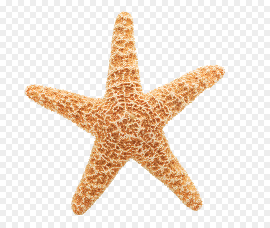 Estrella De Mar，Mar PNG