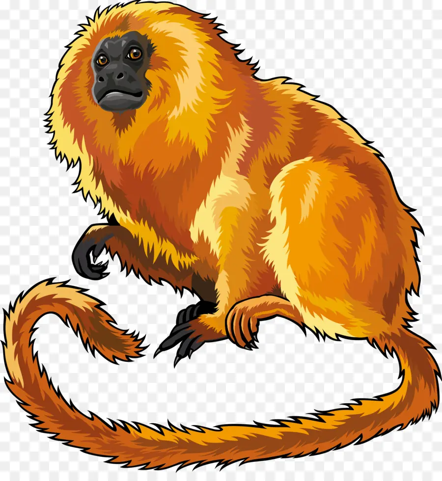 Golden Lion Tamarin，Dibujo PNG