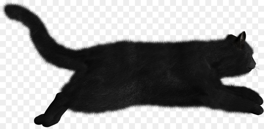 Gato Negro，Felino PNG