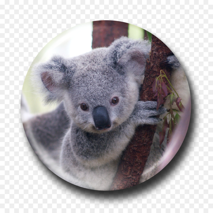 Koala，Oso PNG