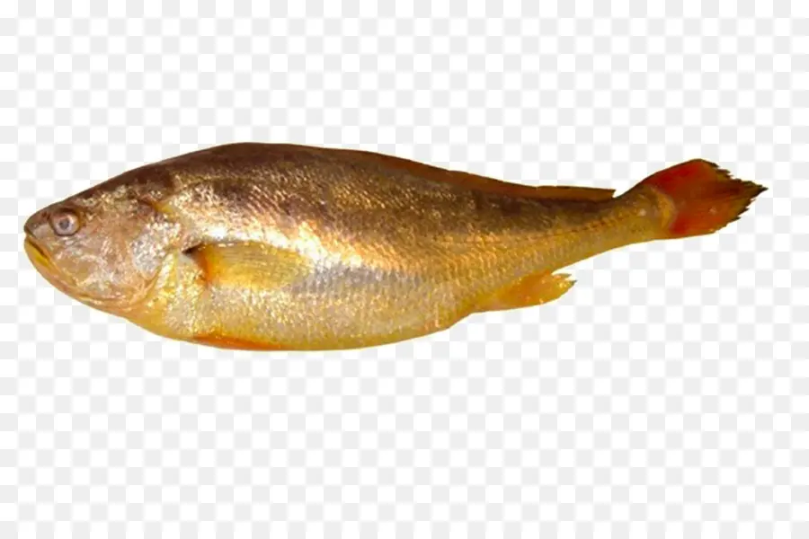 Pez，Larimichthys Polyactis PNG