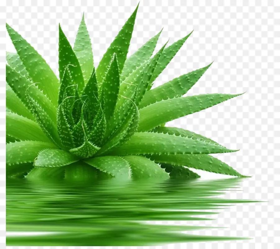 Aloe Vera，Gel PNG