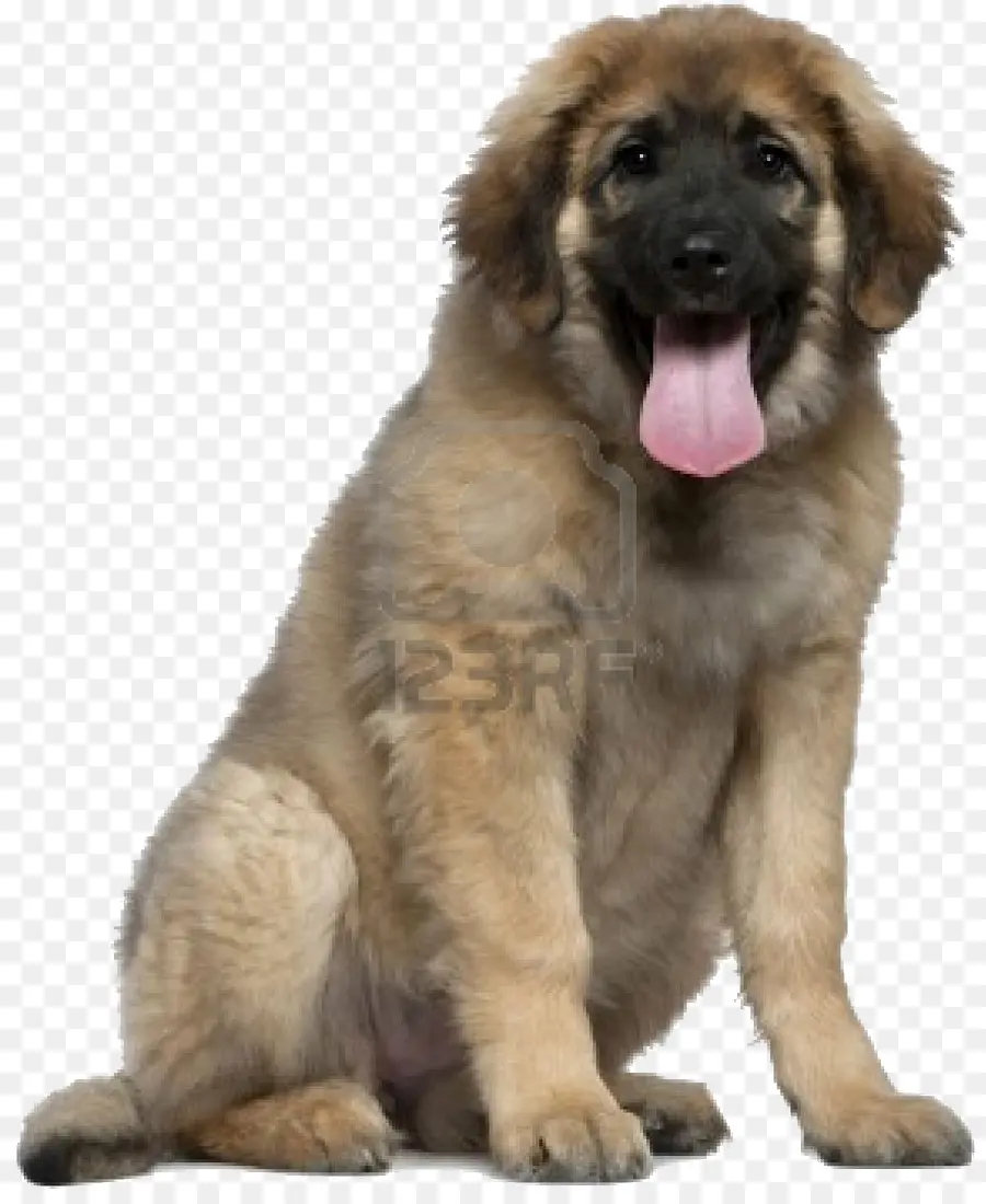 Cachorro，Perro PNG