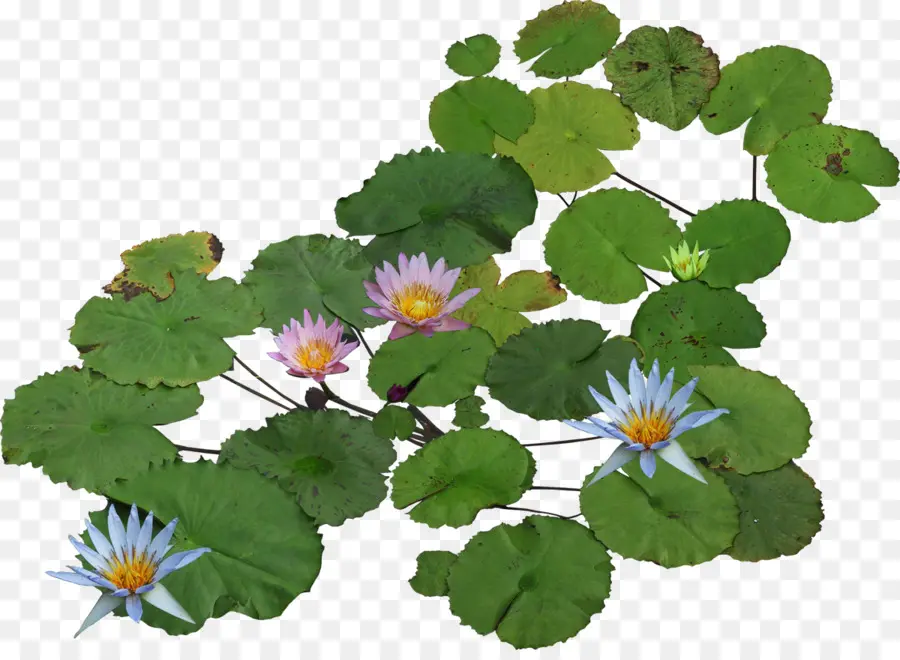 Nelumbo Nucifera，Los Lirios De Agua PNG