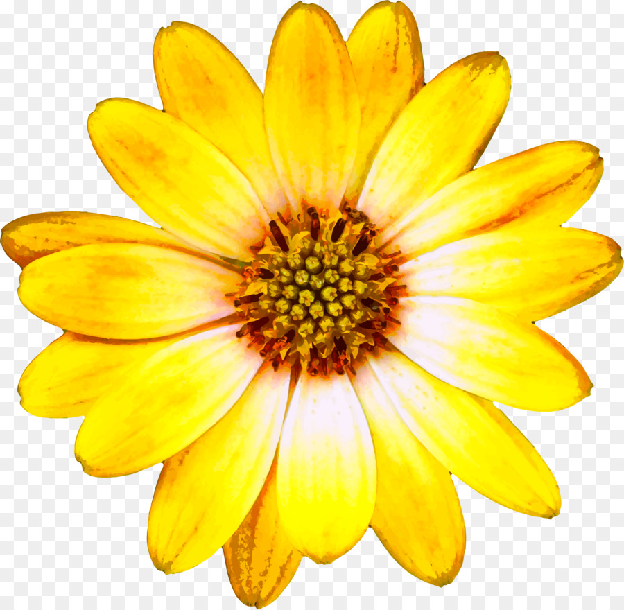 Flor，Metarchivo De Windows PNG