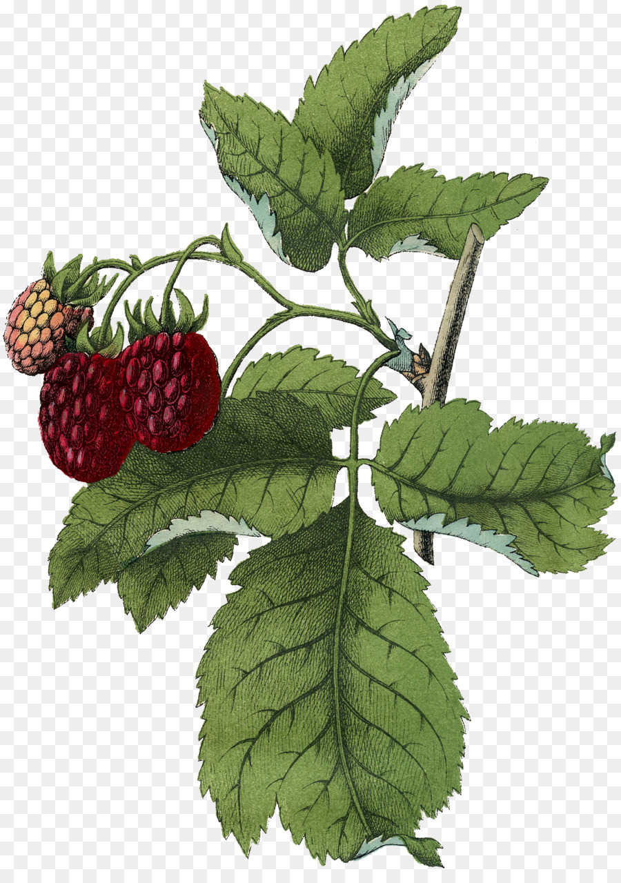 Frambuesa，Dewberry PNG