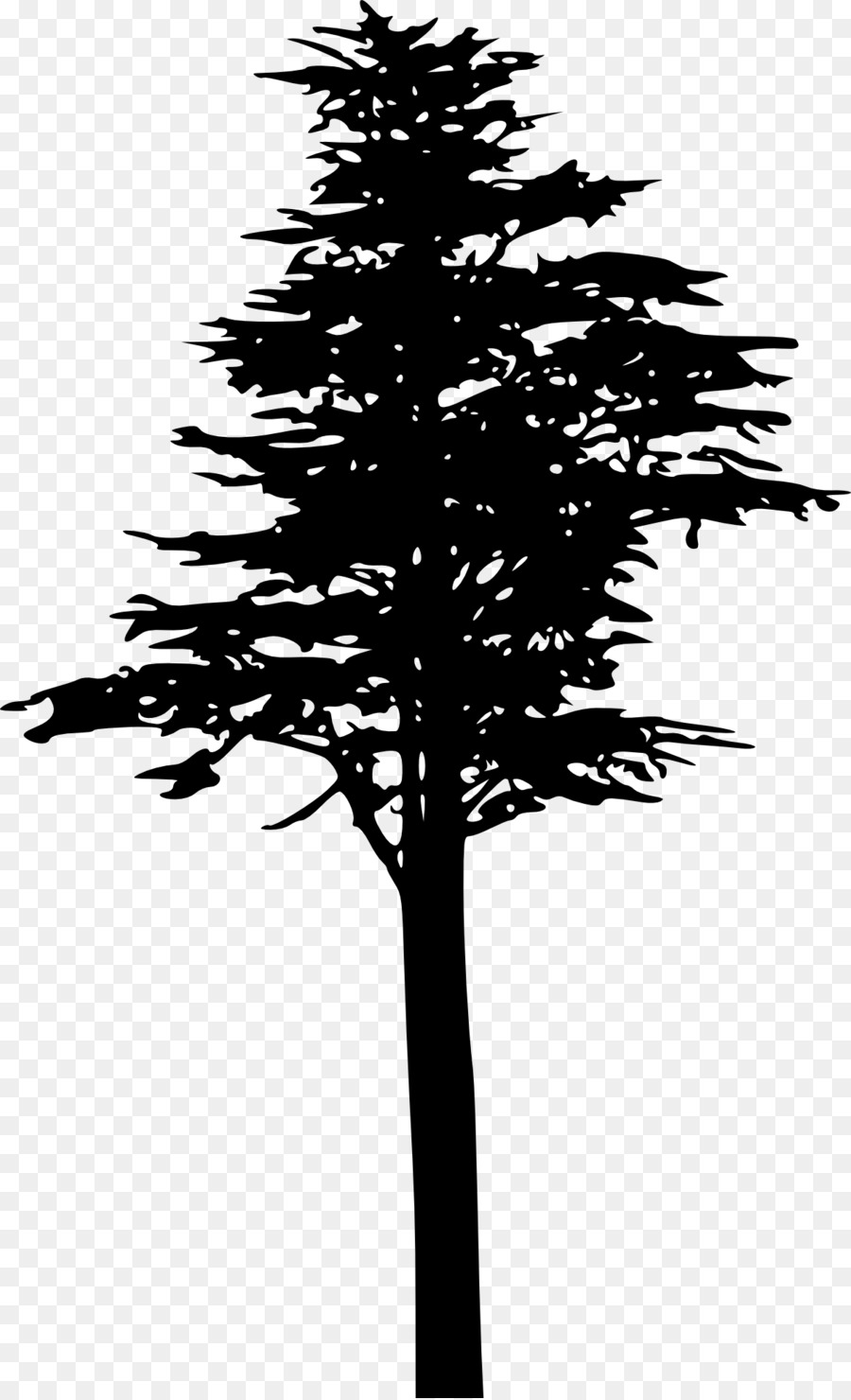 árbol，Pinus Contorta PNG