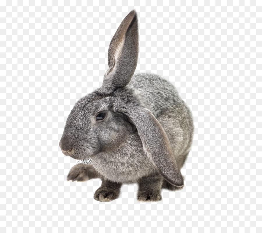 Hare，Conejo PNG