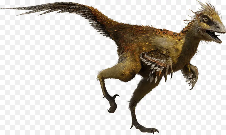 Hesperonychus，Troodon PNG