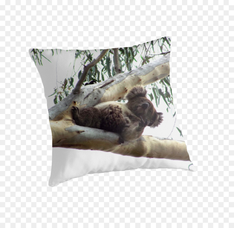 Koala，Almohadas PNG