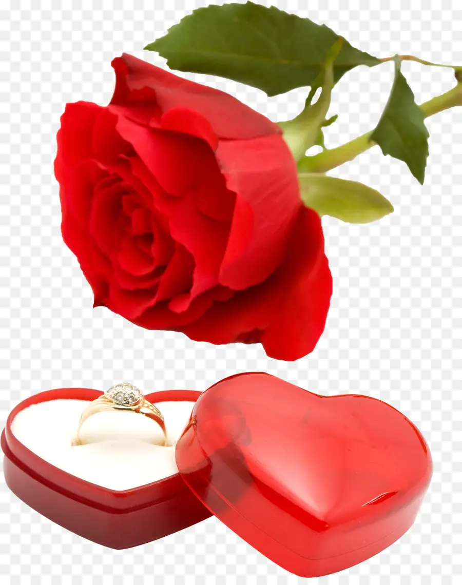 Rosa Roja，Anillo PNG