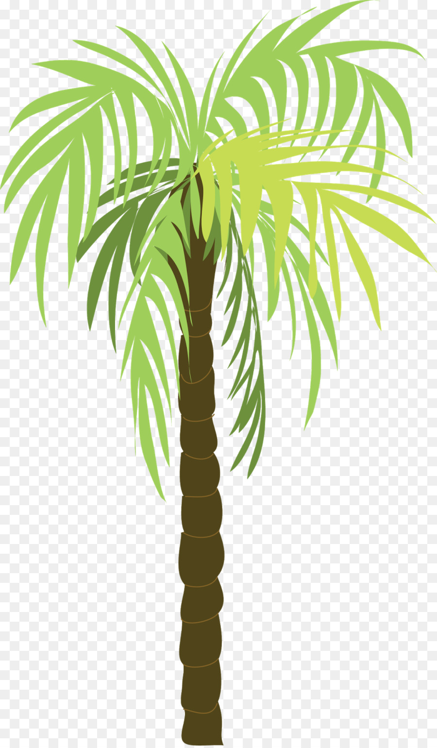 Palmera Morada，Palmera PNG