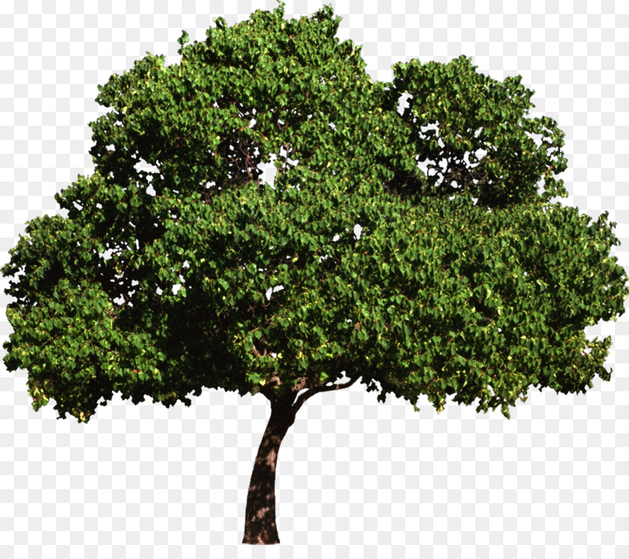 árbol Verde，Planta PNG