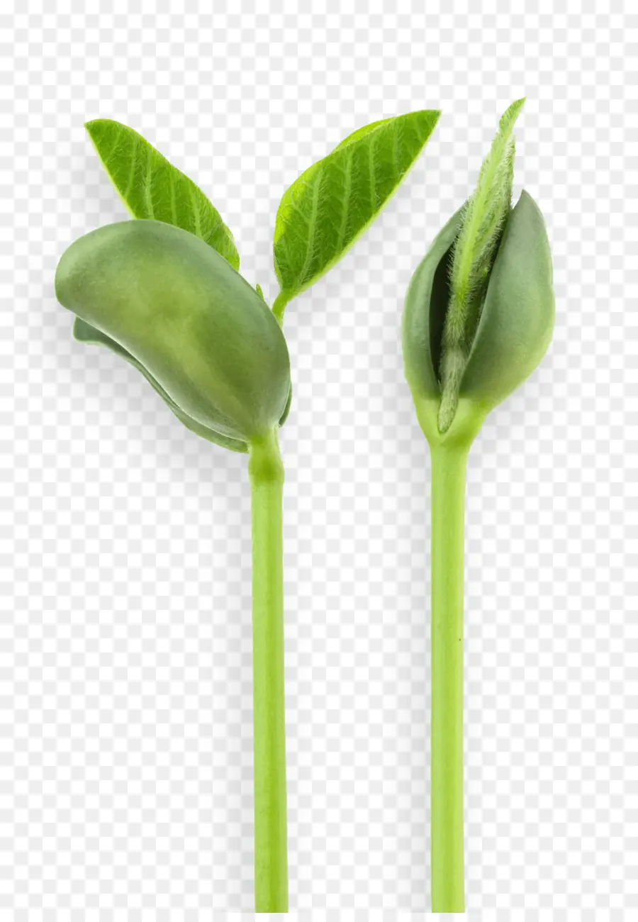 Brotar，Planta De Semillero PNG