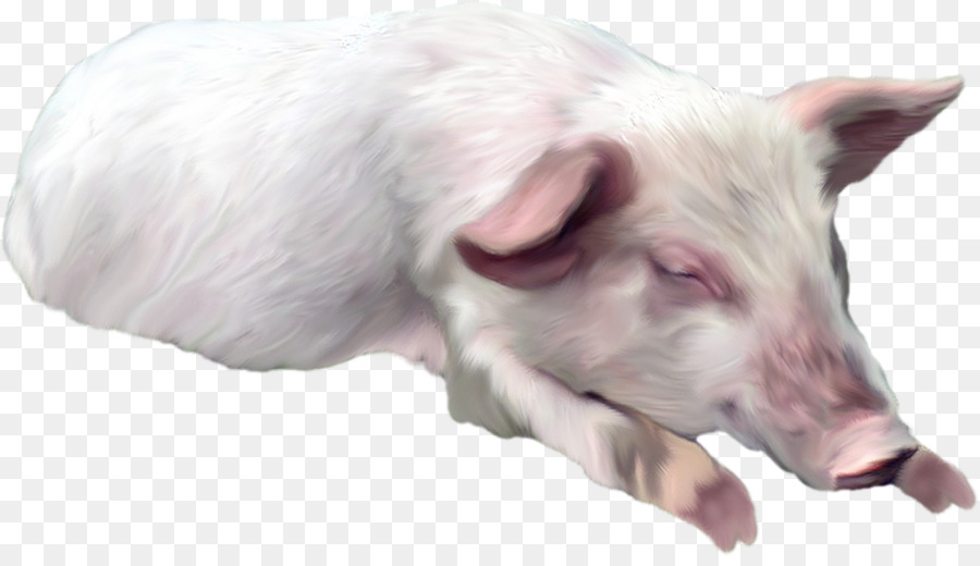 Cerdo Doméstico，Cerdo PNG