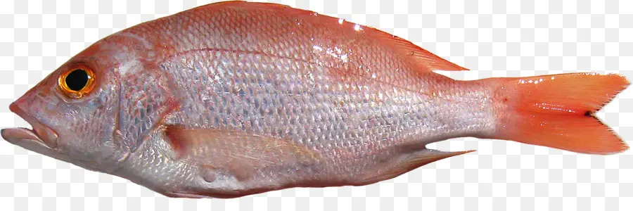 El Norte De Pargo Rojo，Los Peces PNG