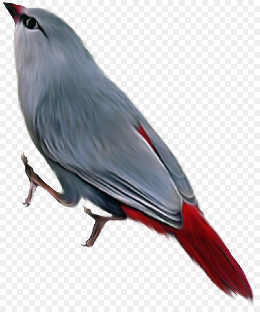 Pájaro，Pluma PNG