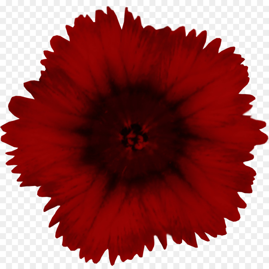 Flor，Rojo PNG